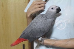 画像4: PHBII1J419女の子お迎え頂きました♪