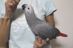 画像3: PHBII1J419女の子お迎え頂きました♪