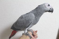 画像7: ヨウムペアお迎えいただきました♪