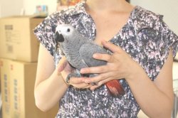 画像2: PHBII1J426女の子お迎え頂きました♪