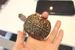 画像8: ミナミニシキハコガメ国内ＣＢご売約済