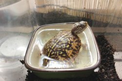 画像6: ミナミニシキハコガメ国内ＣＢご売約済