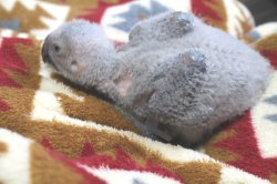 画像2: PHBII1J417女の子