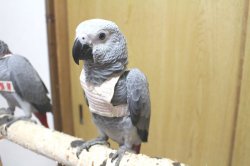 画像10: ヨウムペアお迎えいただきました