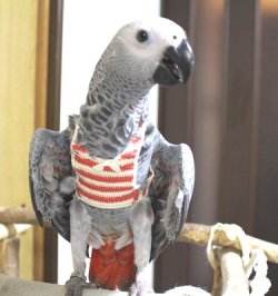 画像8: PHBII1J418女の子お迎え頂きました♪