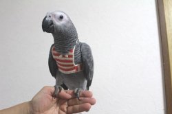 画像2: PHBII1J431男の子お迎え頂きました