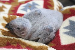 画像4: PHBII1J417女の子