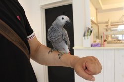 画像6: PHBII1J415女の子お迎え頂きました