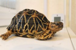 画像4: インドホシガメ♂A個体完売致しました