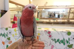 画像4: モモイロインコ102女の子☆ニュージランド産お迎え頂きました♪