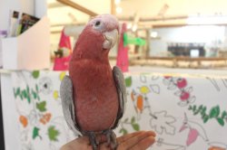 画像7: モモイロインコ102女の子☆ニュージランド産お迎え頂きました♪