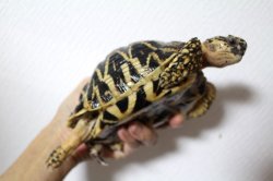 画像7: インドホシガメ♂B個体完売致しました