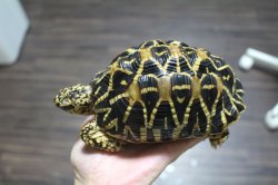 画像4: インドホシガメ♂B個体完売致しました