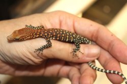 画像3: ピルバラロックモニターＢ完売しました