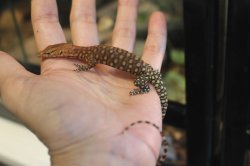 画像4: ピルバラロックモニターＡ