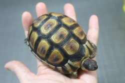 画像12: ソリガメ極美ハイポイエローCB完売しました。