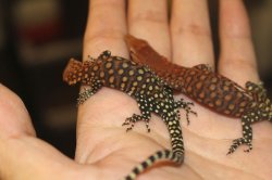 画像6: ピルバラロックモニターＢ完売しました