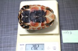 画像9: ソリガメＣＢ★Ｂ個体ご売約いただきました