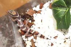 画像3: ハスオビビロードヤモリEUCB