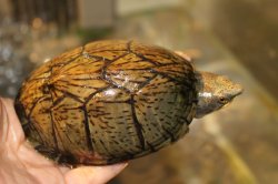 画像4: オオアタマヒメニオイガメ　完売