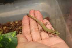 画像6: オキナワアオカナヘビ　♂♀ペア