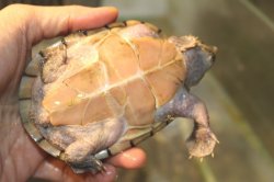 画像5: オオアタマヒメニオイガメ　完売