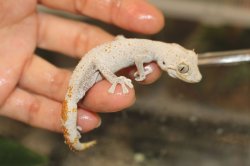 画像6: マツゲイシヤモリ　EUCB　ペア