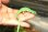 画像4: オキナワアオカナヘビ　♂♀ペア