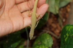 画像7: オキナワアオカナヘビ　♂♀ペア