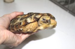 画像8: パンケーキリクガメ国内ＣＢ完売しました