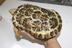 画像2: パンケーキリクガメ国内ＣＢ完売しました