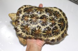 画像4: パンケーキリクガメ国内ＣＢ完売しました