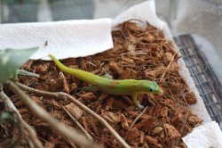 画像4: ヒロオヒルヤモリ★WCペア