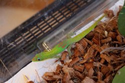 画像8: ヒロオヒルヤモリ★WCペア