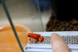 画像8: キンイロアデガエルＷＣ完売