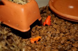 画像4: キンイロアデガエルＷＣ完売