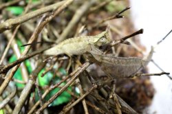 画像3: ツノヒメカメレオンＷＣ♀完売しました