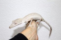 画像12: スジヘラオヤモリWCペア　　完売しました