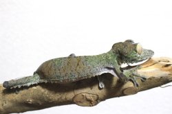 画像4: フリンジヘラオヤモリWCペア完売しました