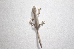 画像16: スジヘラオヤモリWCペア　　完売しました