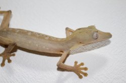 画像6: スジヘラオヤモリWCペア　　完売しました