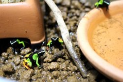 画像2: バロンアデガエルＷＣ完売