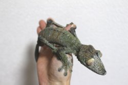 画像11: フリンジヘラオヤモリWCペア完売しました