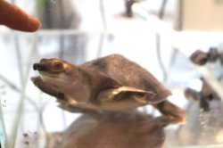 画像6: スッポンモドキ完売しました。