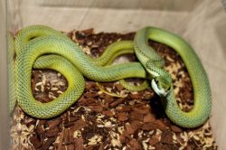 画像2: バロンコダマヘビＥＵＣＢ