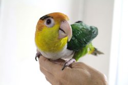 画像13: シロハラインコグリーンタイツＰＨＢＩＩ８Ｆ048♂お迎えいただきました