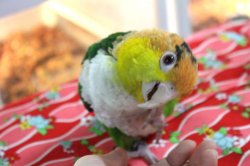 画像6: シロハラインコグリーンタイツＰＨＢＩＩ８Ｆ048♂お迎えいただきました