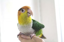 画像1: シロハラインコグリーンタイツＰＨＢＩＩ８Ｆ048♂お迎えいただきました