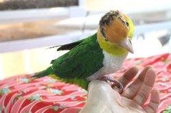 画像7: シロハラインコグリーンタイツＰＨＢＩＩ８Ｆ048♂お迎えいただきました