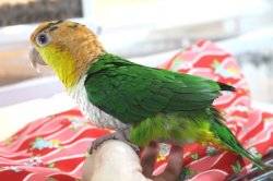 画像11: シロハラインコグリーンタイツＰＨＢＩＩ８Ｆ048♂お迎えいただきました